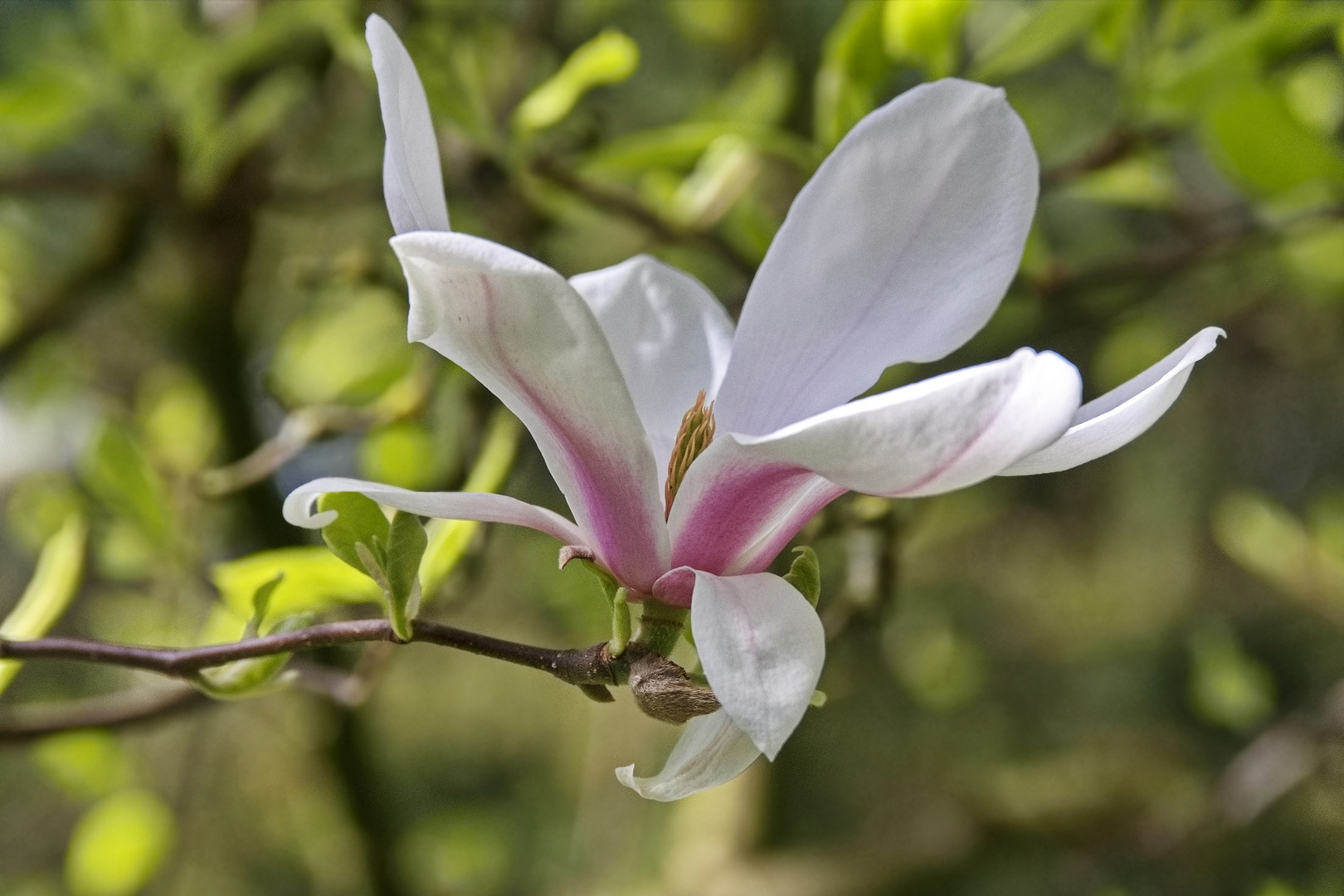 Eine Blüte