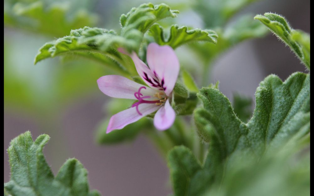 Eine Blüte...