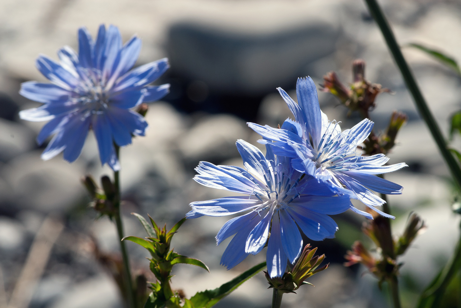 Eine Blüte