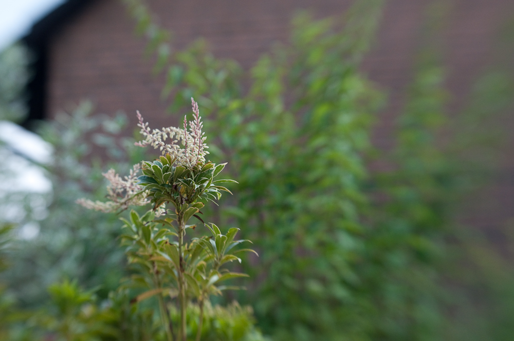 Eine Blüte