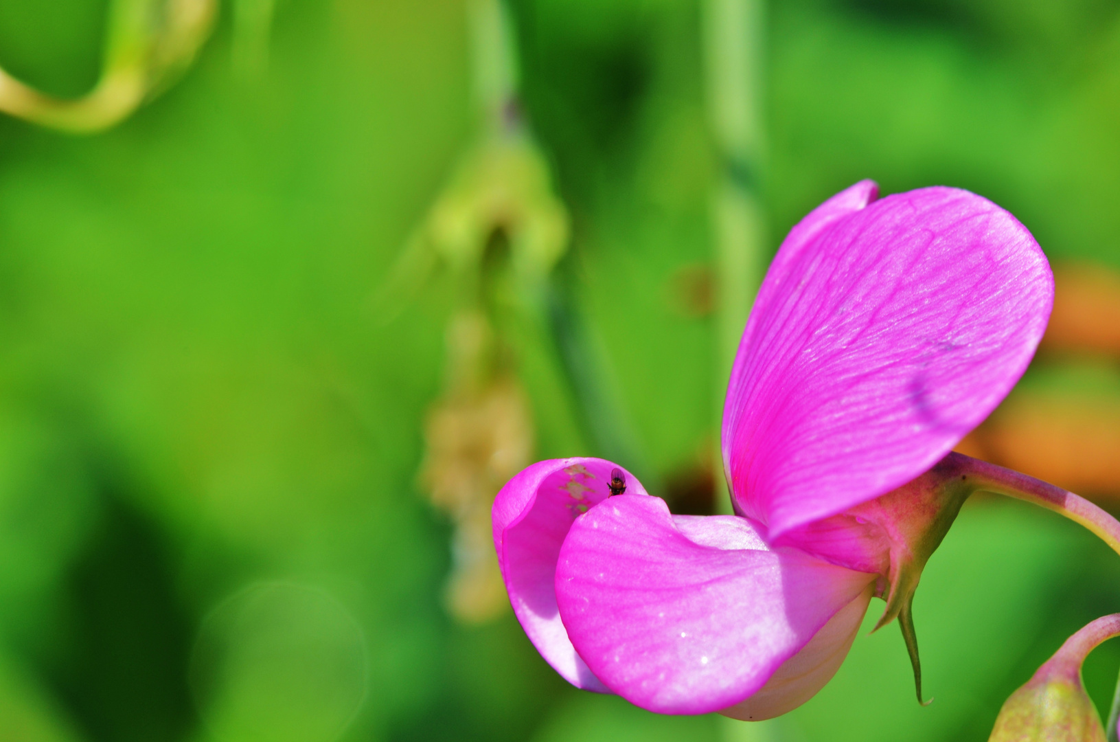 eine Blüte.....