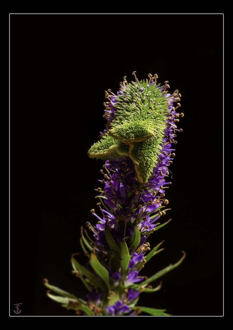 Eine Blüte als Fantasietier