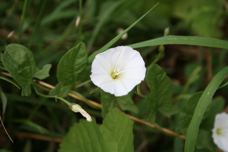 Eine Blüte am Wegesrand