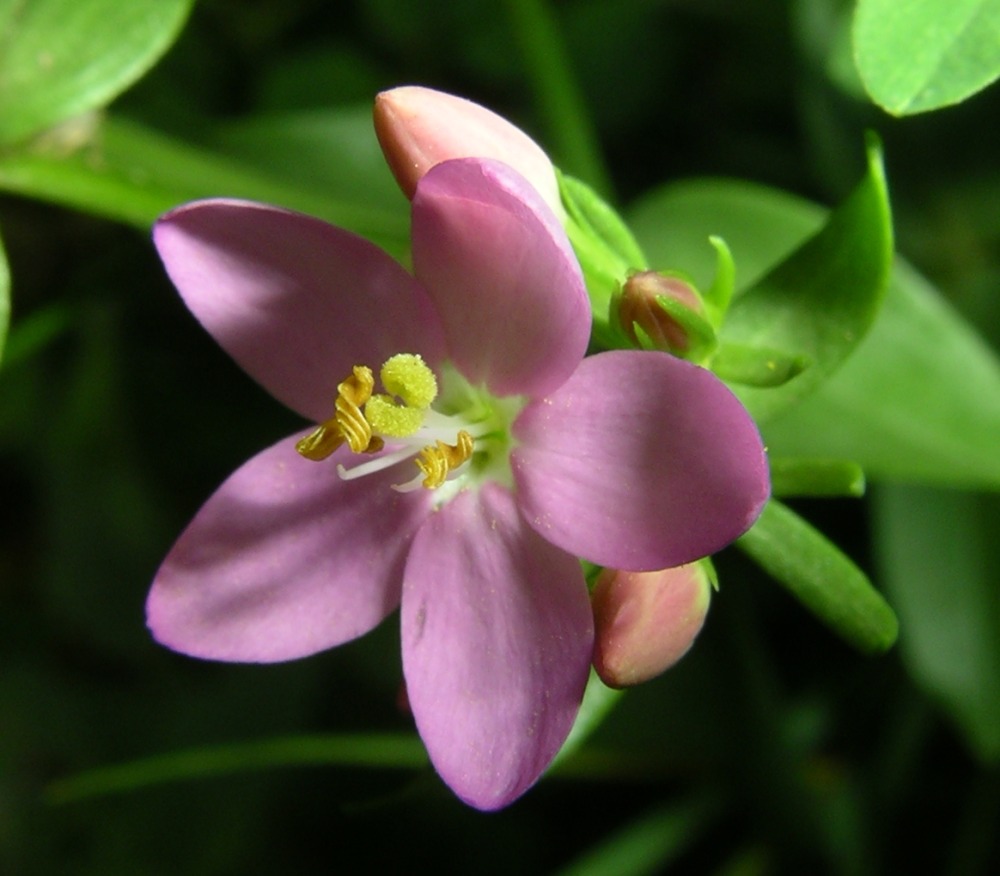 Eine Blüte am Wegesrand