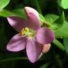 Eine Blüte am Wegesrand