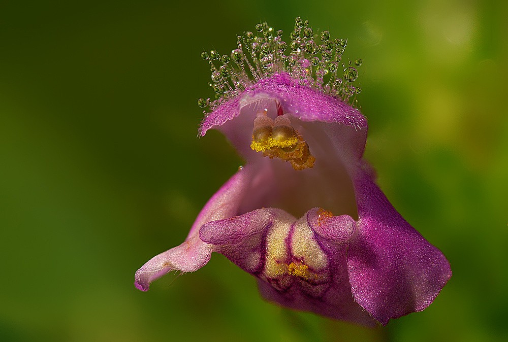 Eine Blüte am Wegrand