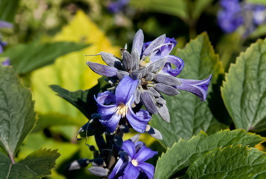 Eine Blüte bevor der Winter kommt