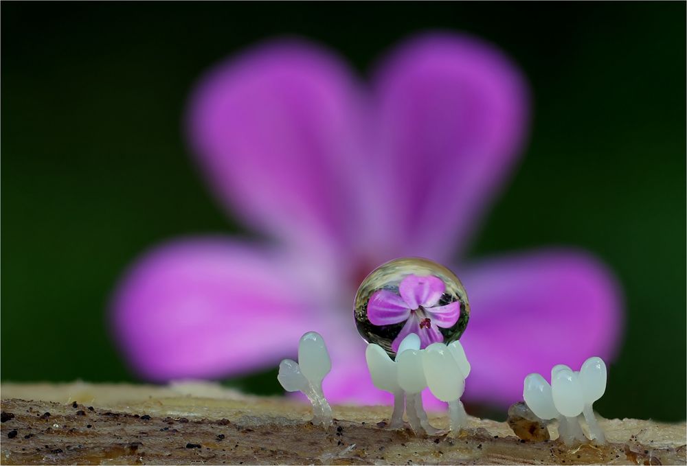 eine blüte......