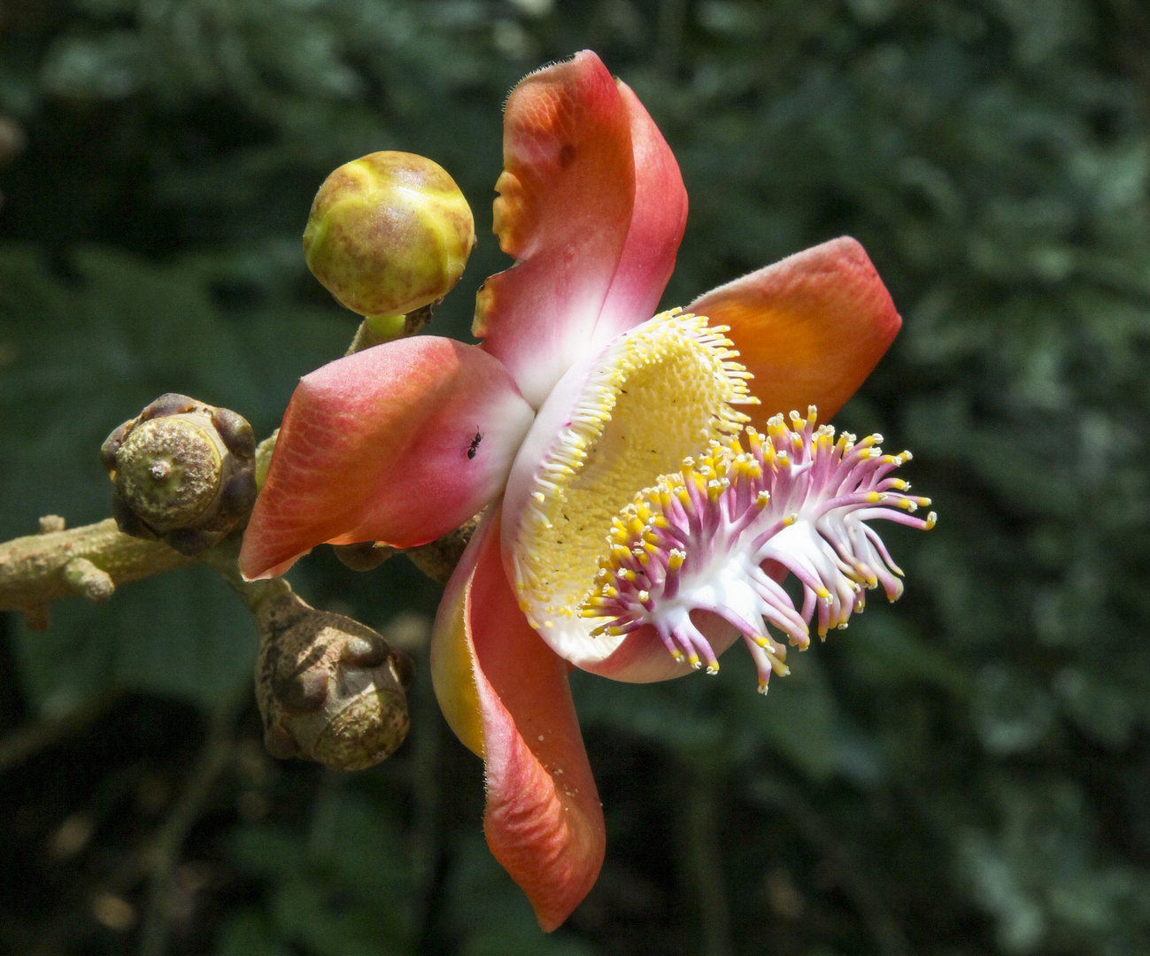 Eine Blüte