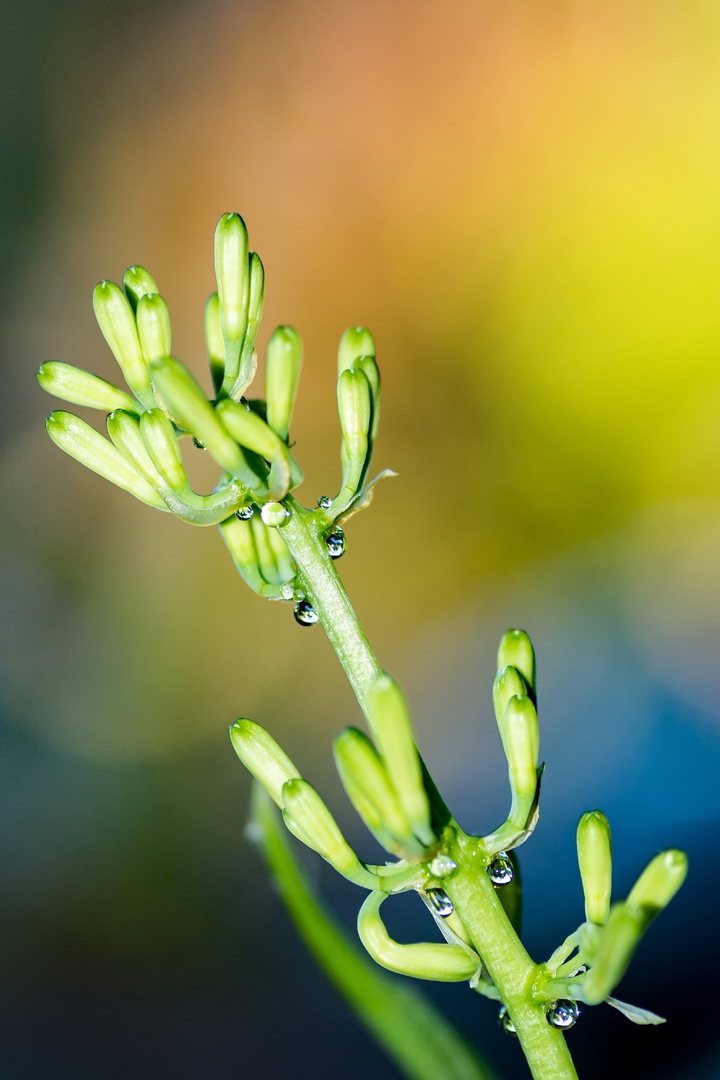 Eine Blüte der Sansevierie