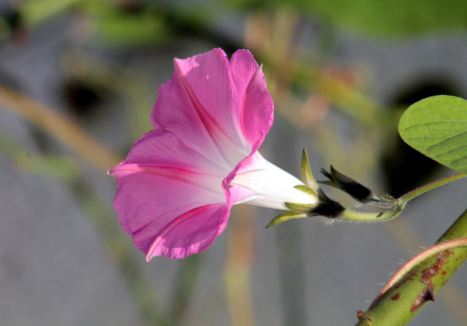 Eine Blüte der Schönen Zaunwinde (Calystegia pulchra)