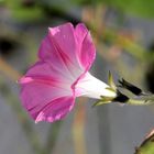 Eine Blüte der Schönen Zaunwinde (Calystegia pulchra)