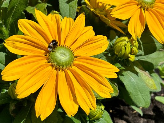 Eine Blüte des Sonnenhutes mit Besuch...