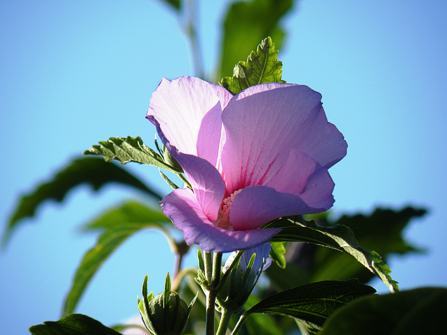 Eine Blüte des Straucheibisch (Hibiscus syriacus)