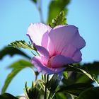 Eine Blüte des Straucheibisch (Hibiscus syriacus)