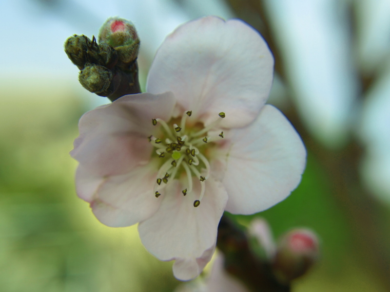 eine Blüte von hagibo 