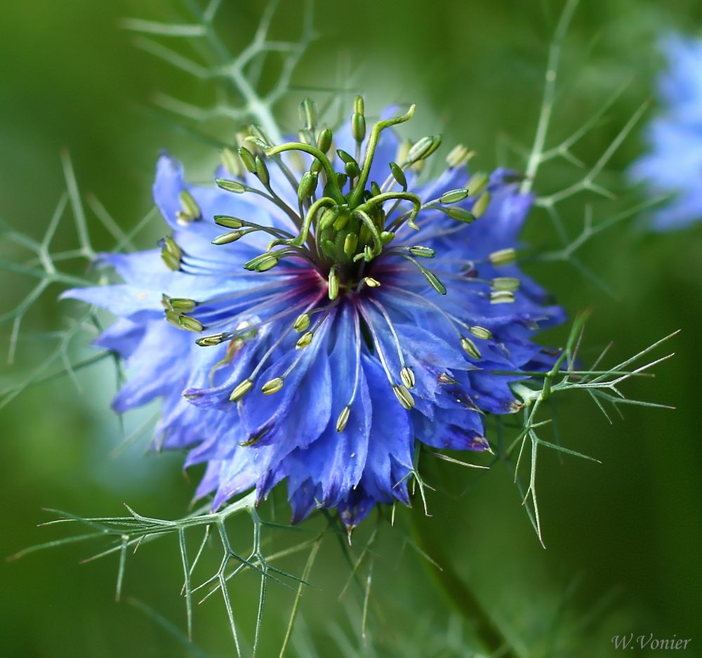 Eine Blüte entfaltet sich