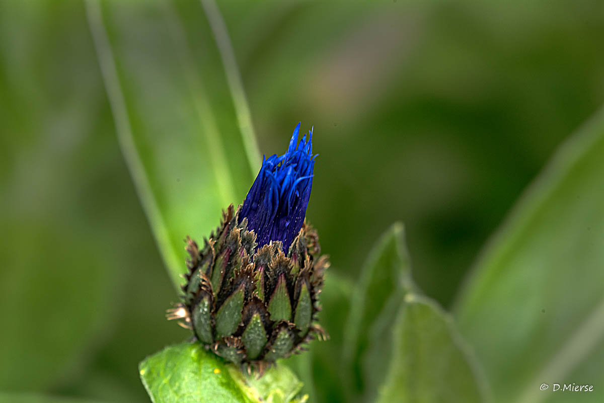 Eine Blüte entsteht