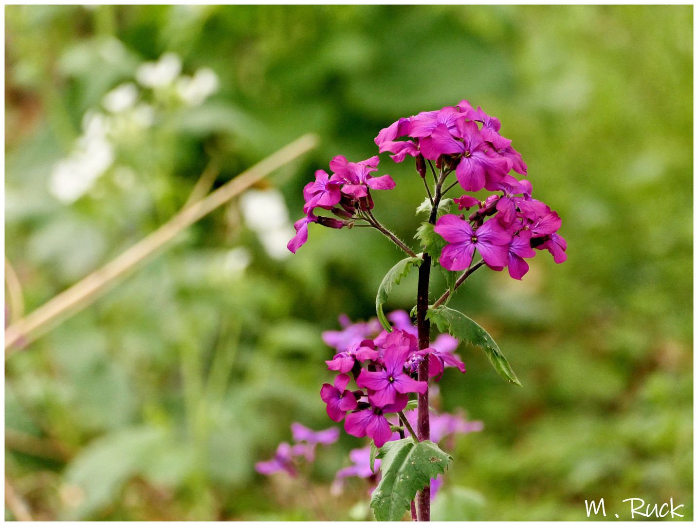 Eine Blüte etwas näher betrachtet !