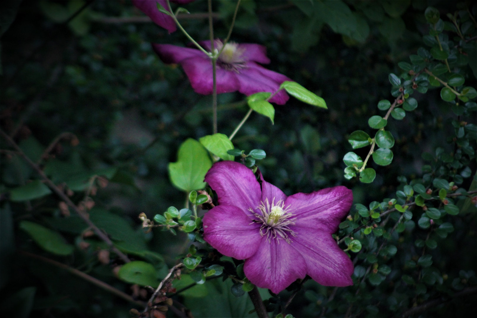 eine Blüte für den Mittwoch