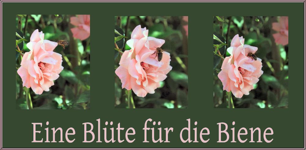 Eine Blüte für die Biene