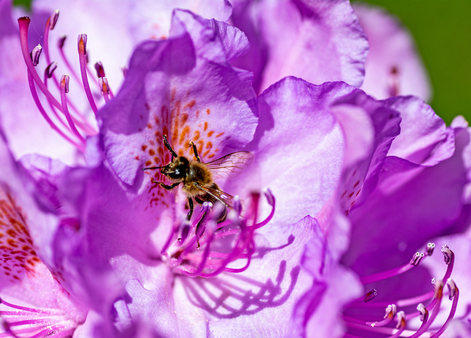 Eine Blüte für die Insekten