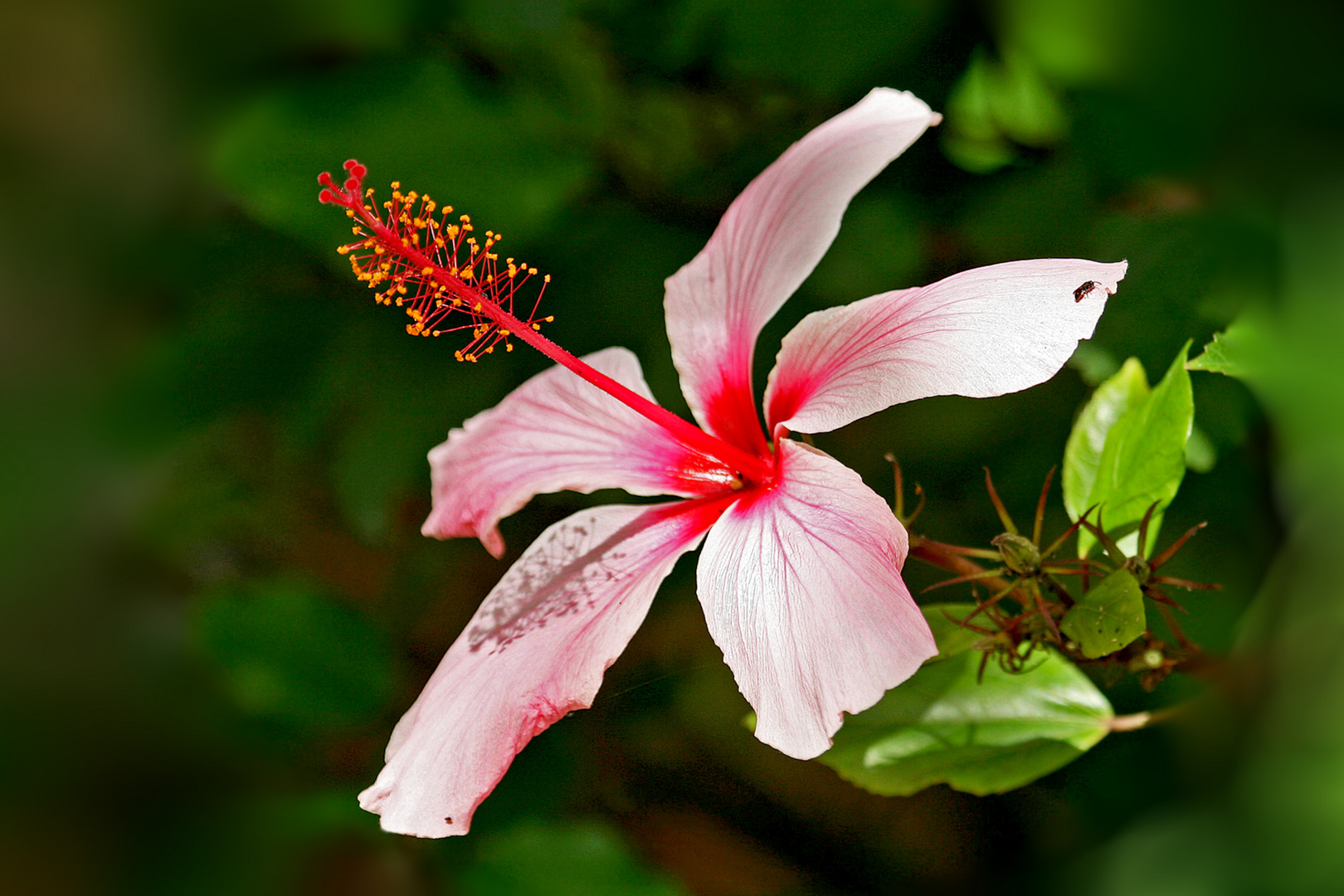 eine Blüte für Euch 