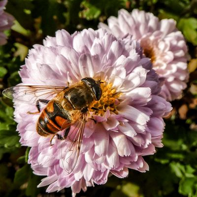 EINE BLÜTE FÜR IRENE....
