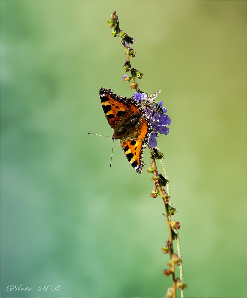 Eine Blüte für Zwei