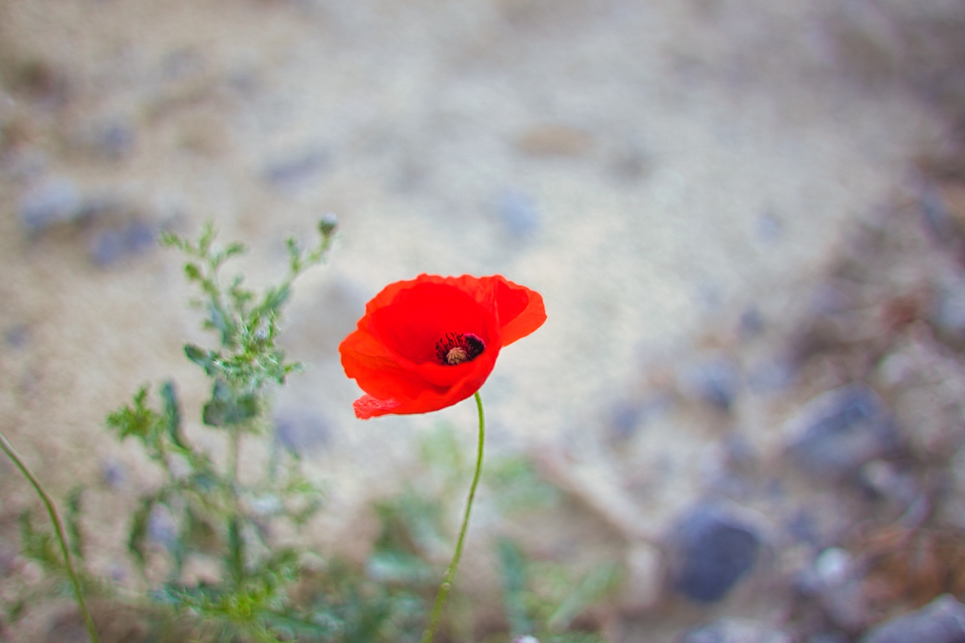 eine Blüte ganz allein