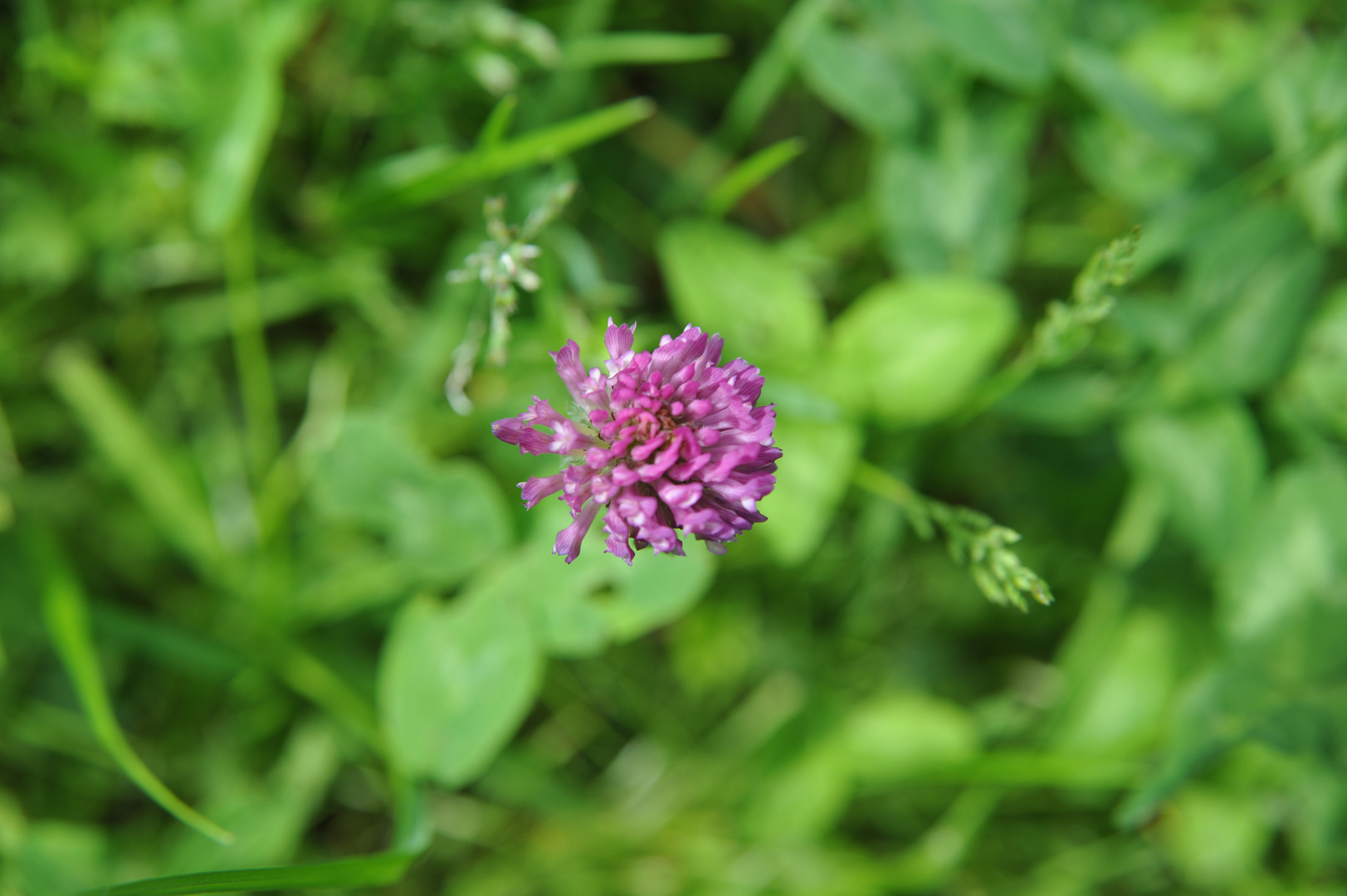 Eine Blüte im Grünen