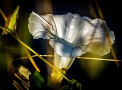 Eine Blüte im Schilf