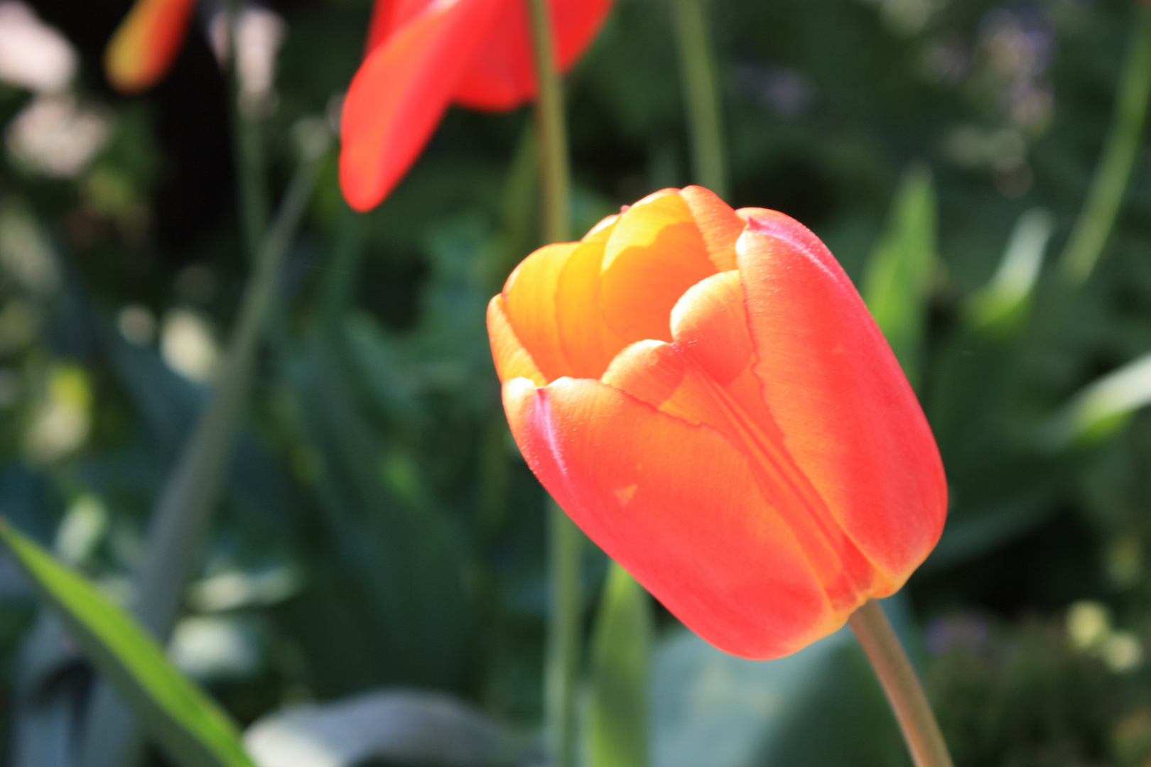 Eine Blüte im Sommer