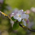 Eine Blüte im Sonnenschein. 