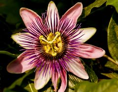 Eine Blüte im Tropenhaus (Name)