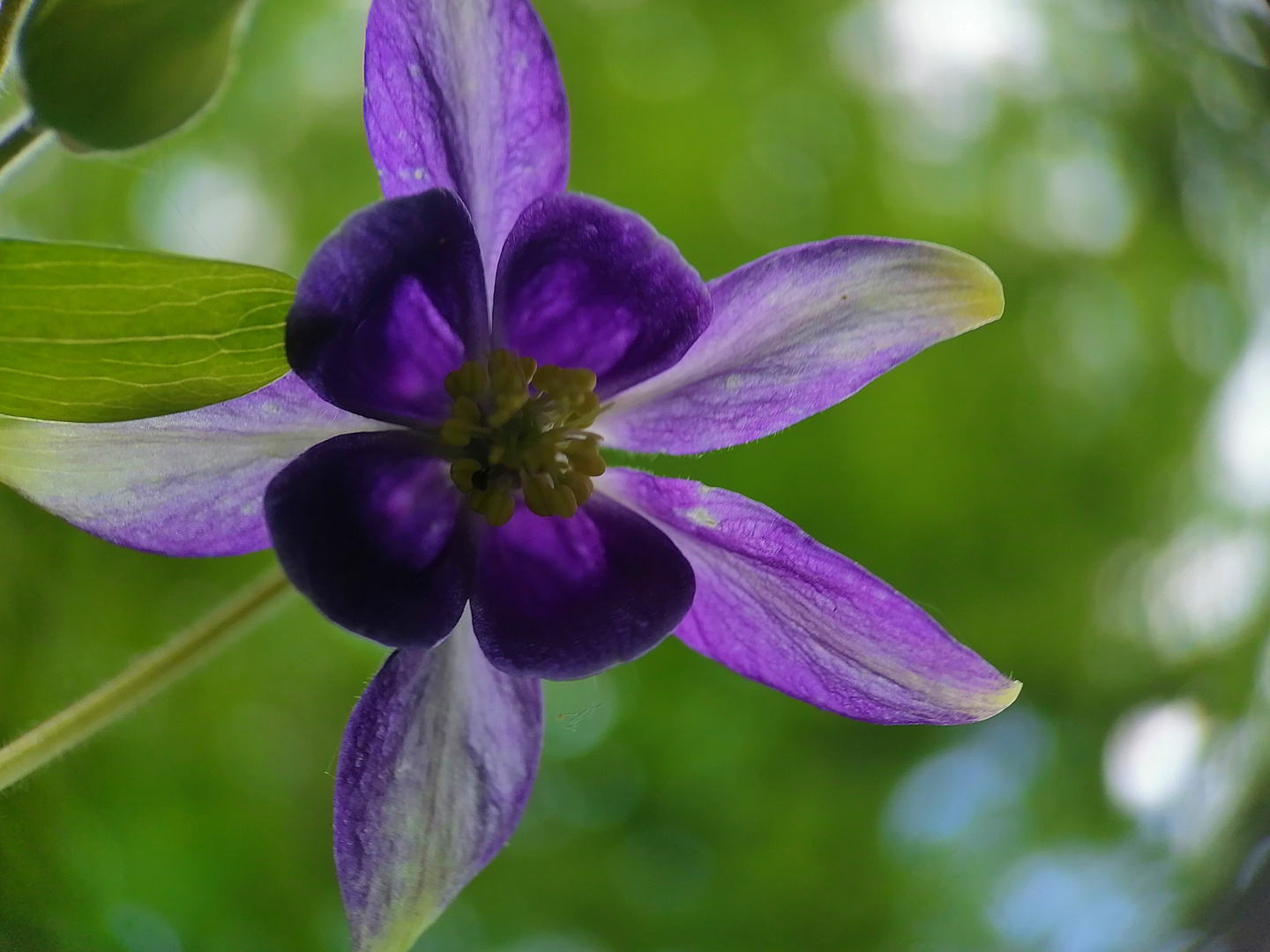 Eine Blüte im Wald