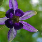 Eine Blüte im Wald