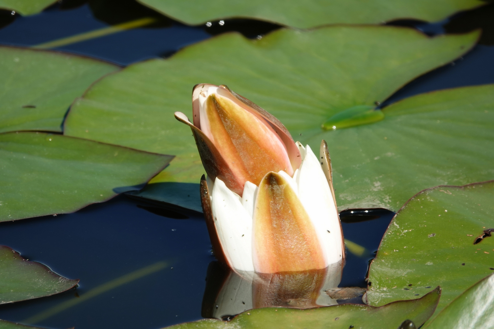 Eine Blüte in der Blüte ..