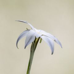 eine Blüte in der Nähe