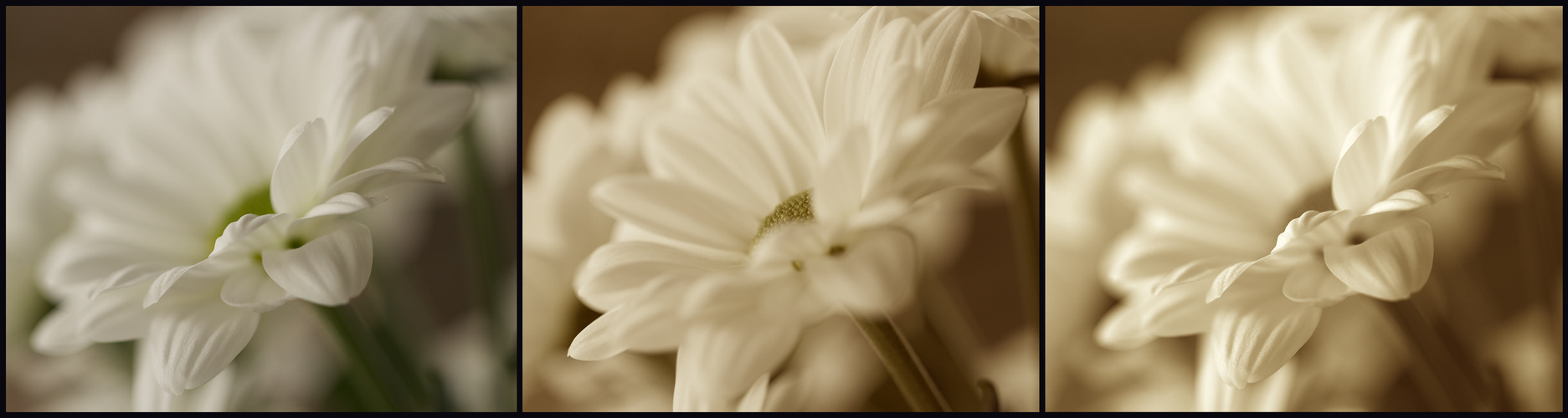 Eine Blüte in drei Varianten