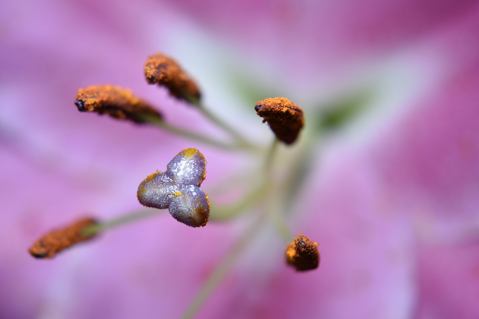 Eine Blüte in Makro