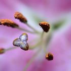 Eine Blüte in Makro