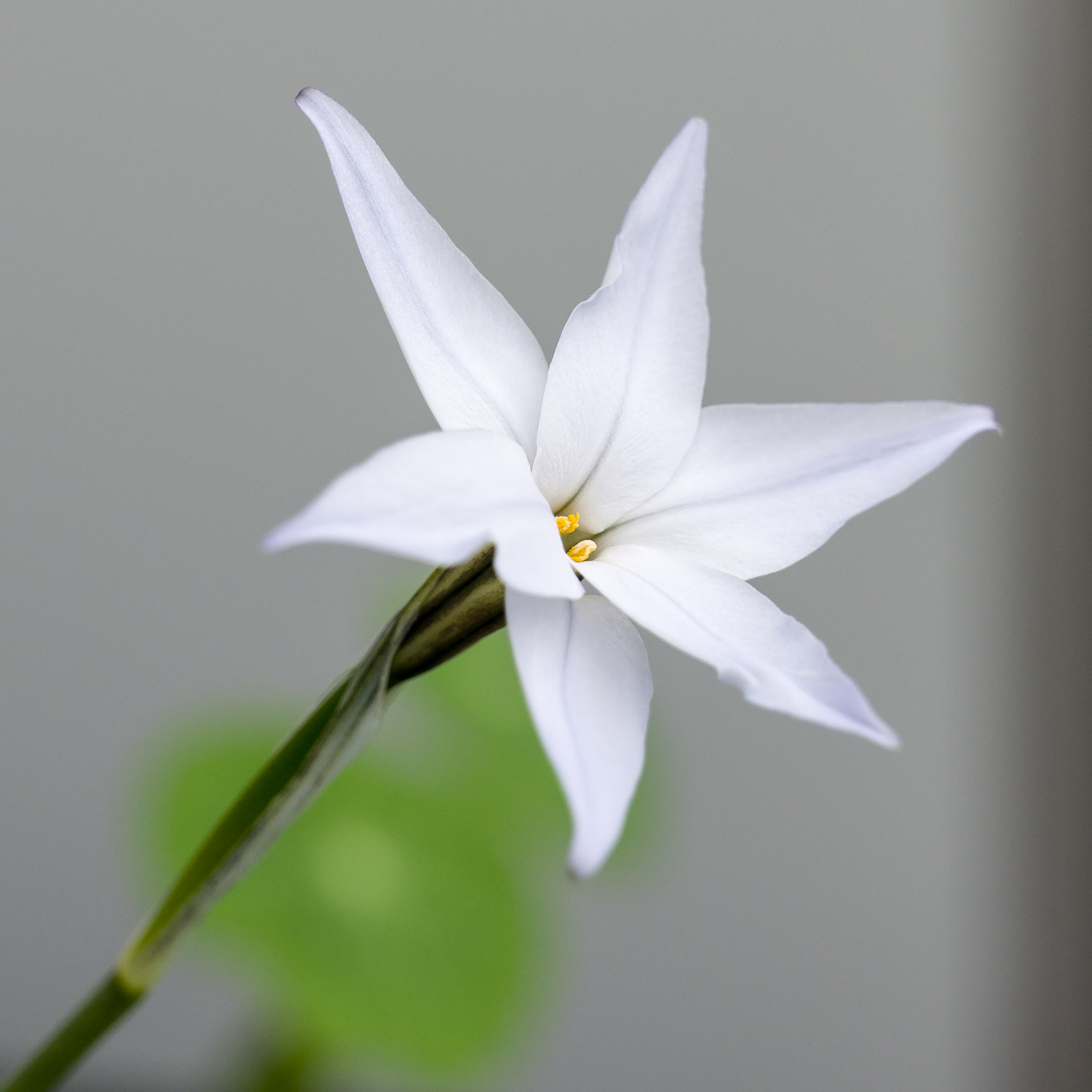 eine Blüte in meiner Nähe Foto & Bild frühling, natur, pflanzen