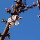 Eine Blüte macht noch keinen Frühling...