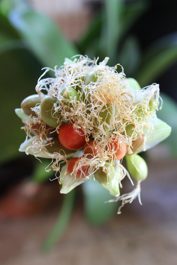 Eine Blüte meines Elefantenohres (Zimmerpflanze) mit unreifen