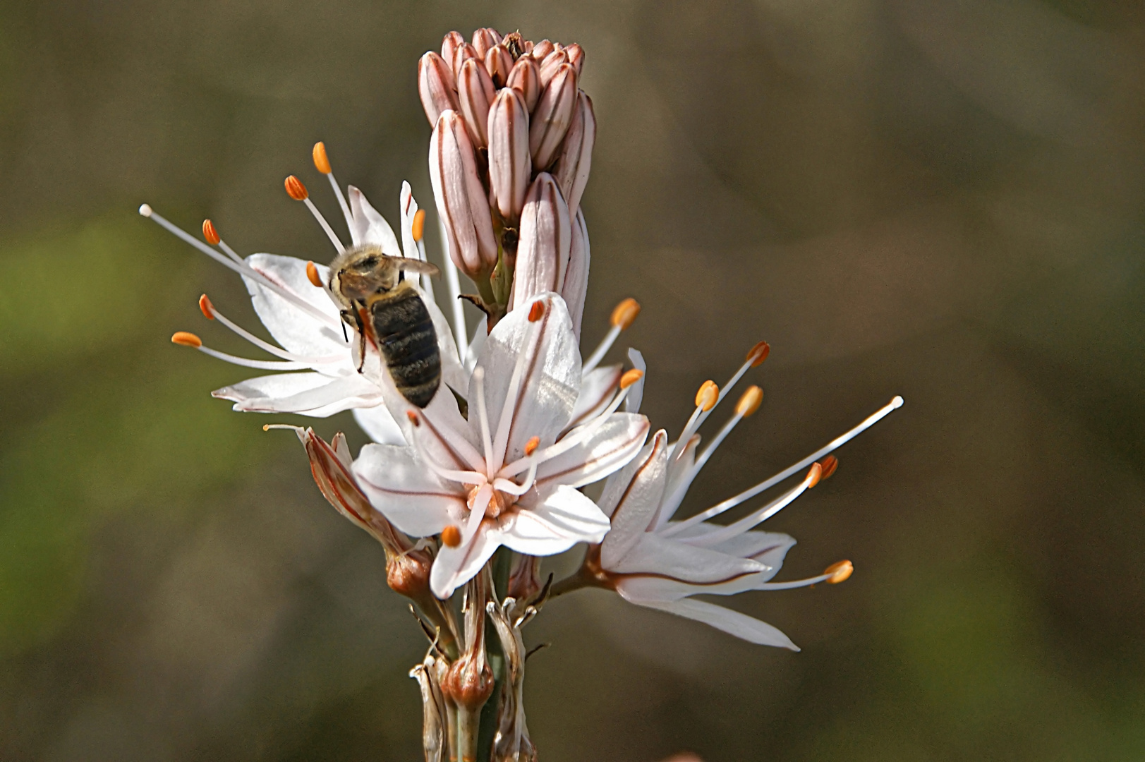 Eine Blüte mit Besuch......