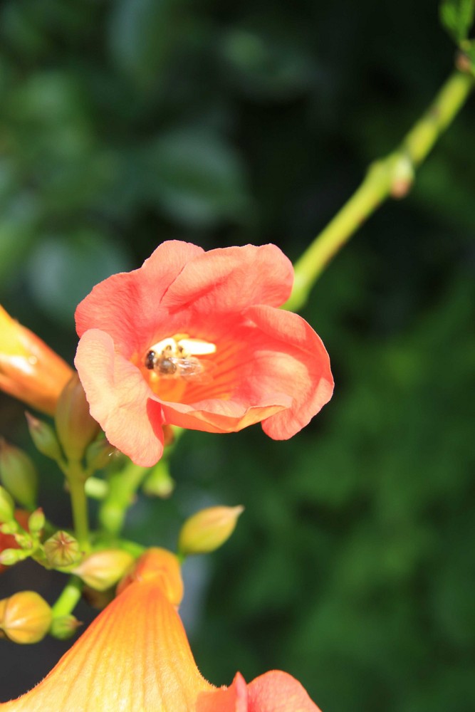 Eine Blüte mit Biene