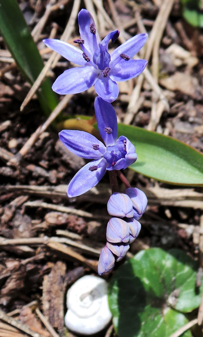 Eine Blüte nach der andern