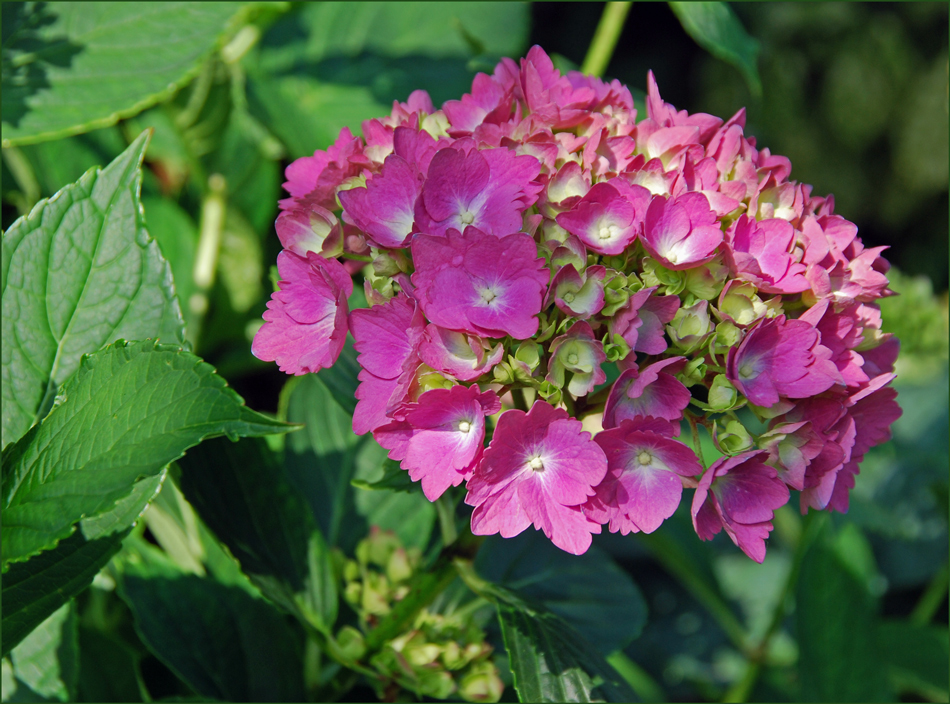 Eine Blüte neben der anderen...