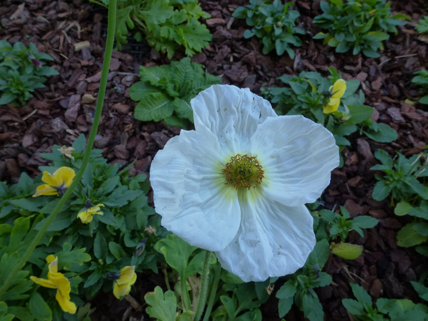 Eine Blüte so fein wie aus Papyrus geschnitzt !!!